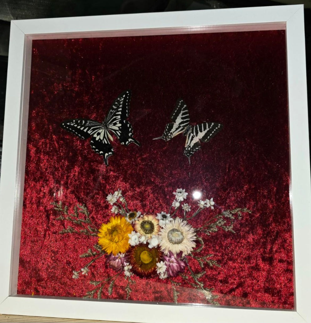 Swallowtail