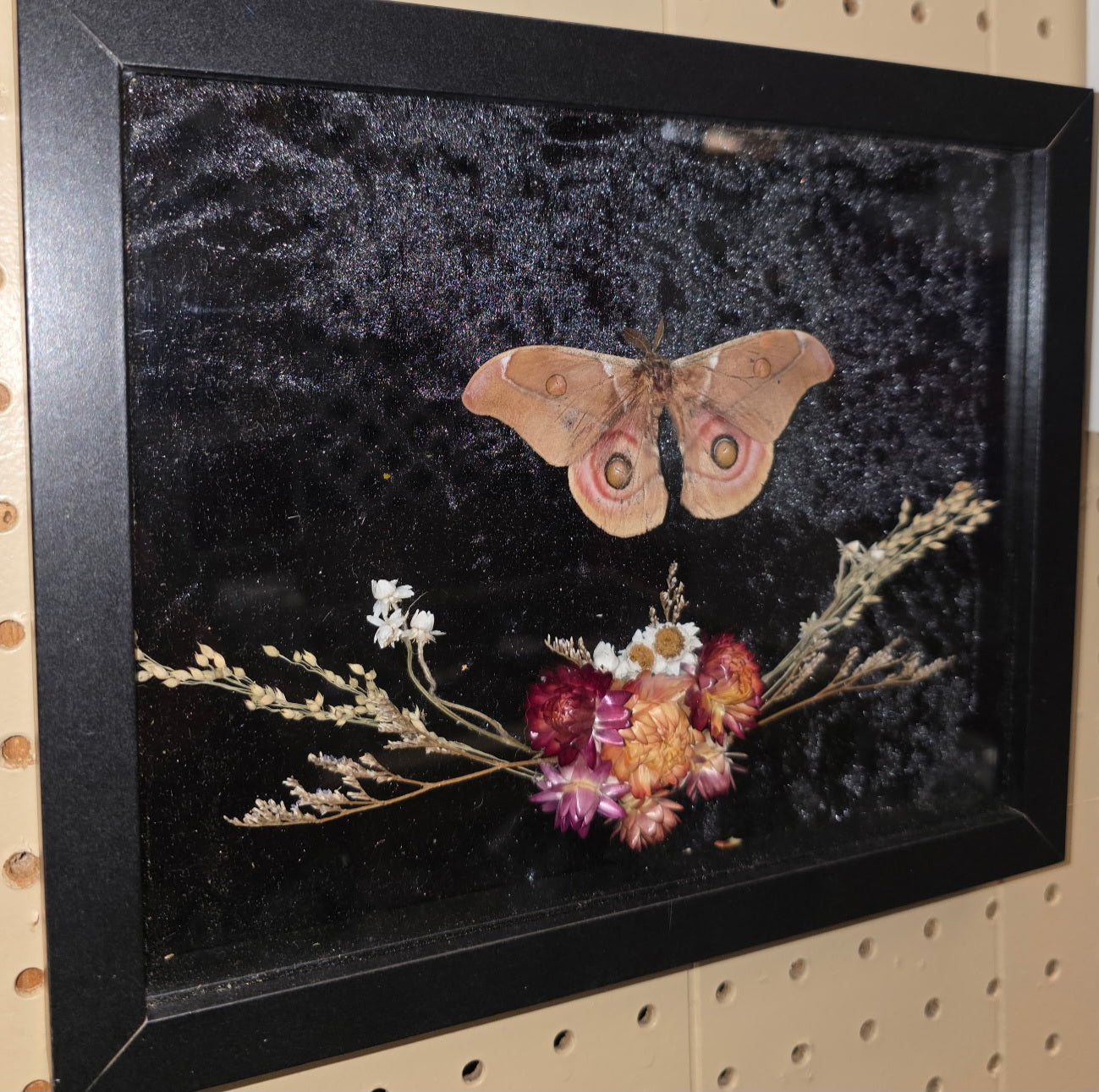 Opodiphthera eucalypti