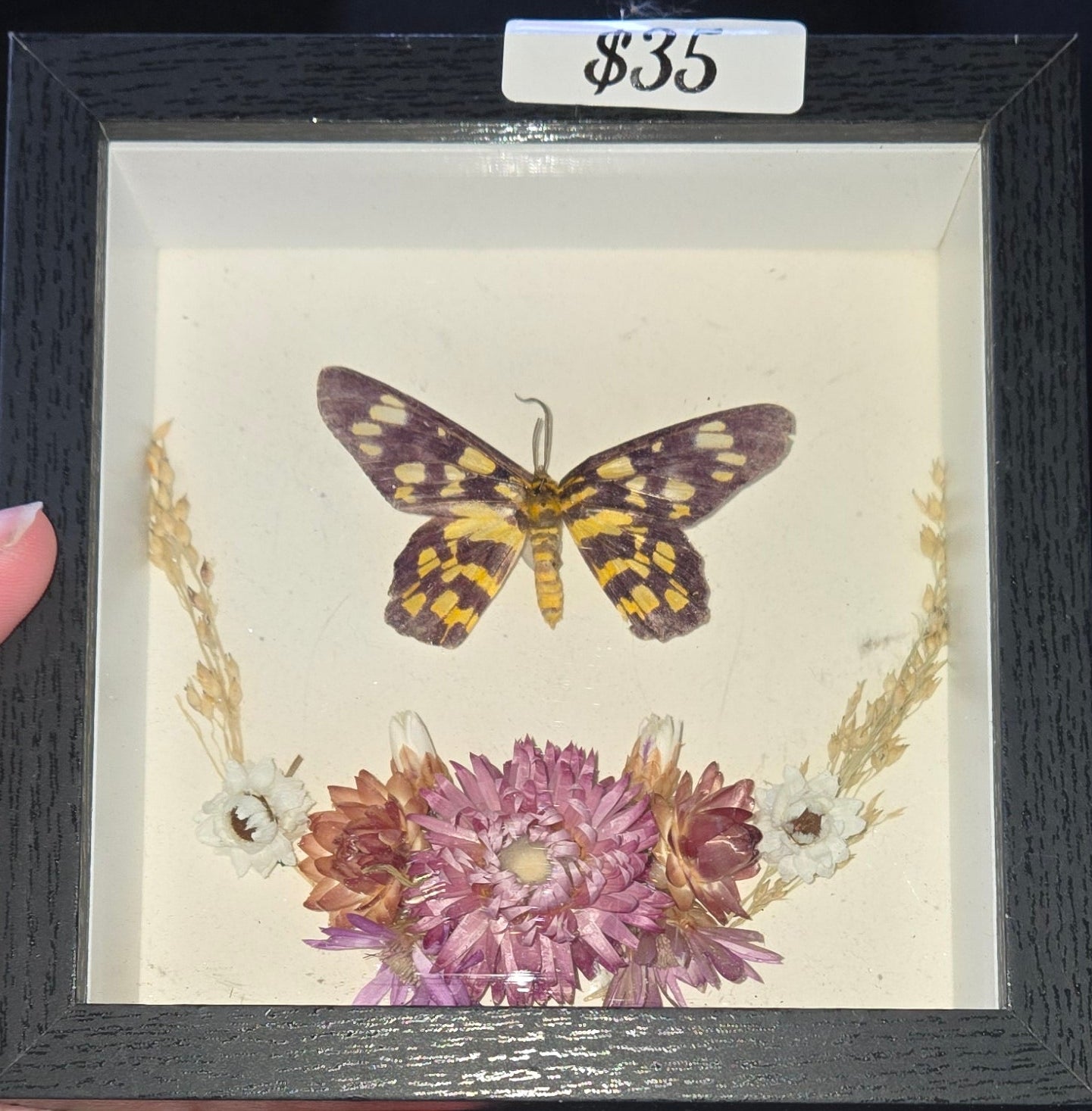 False tiger moth