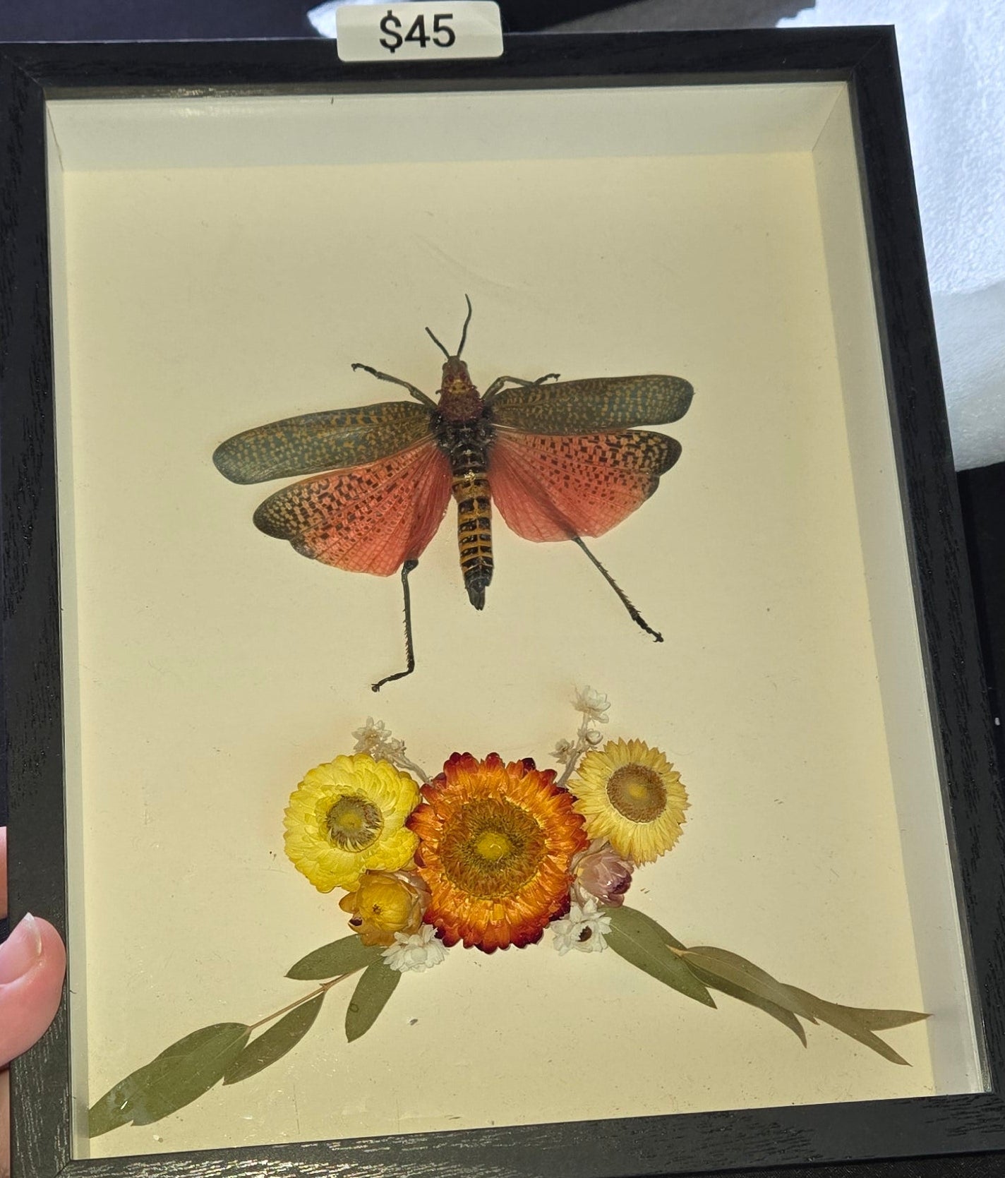 Red locust