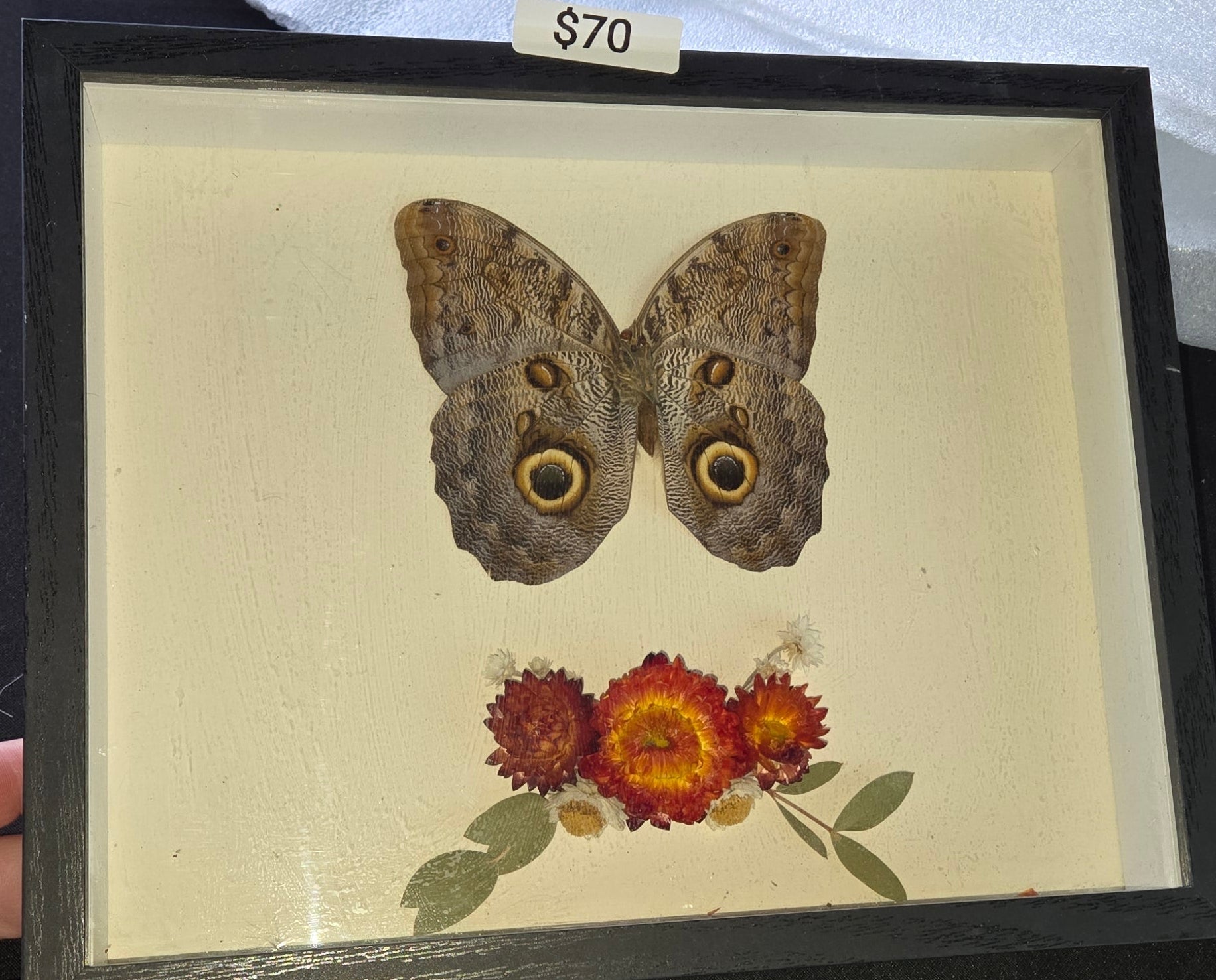Owl Moth